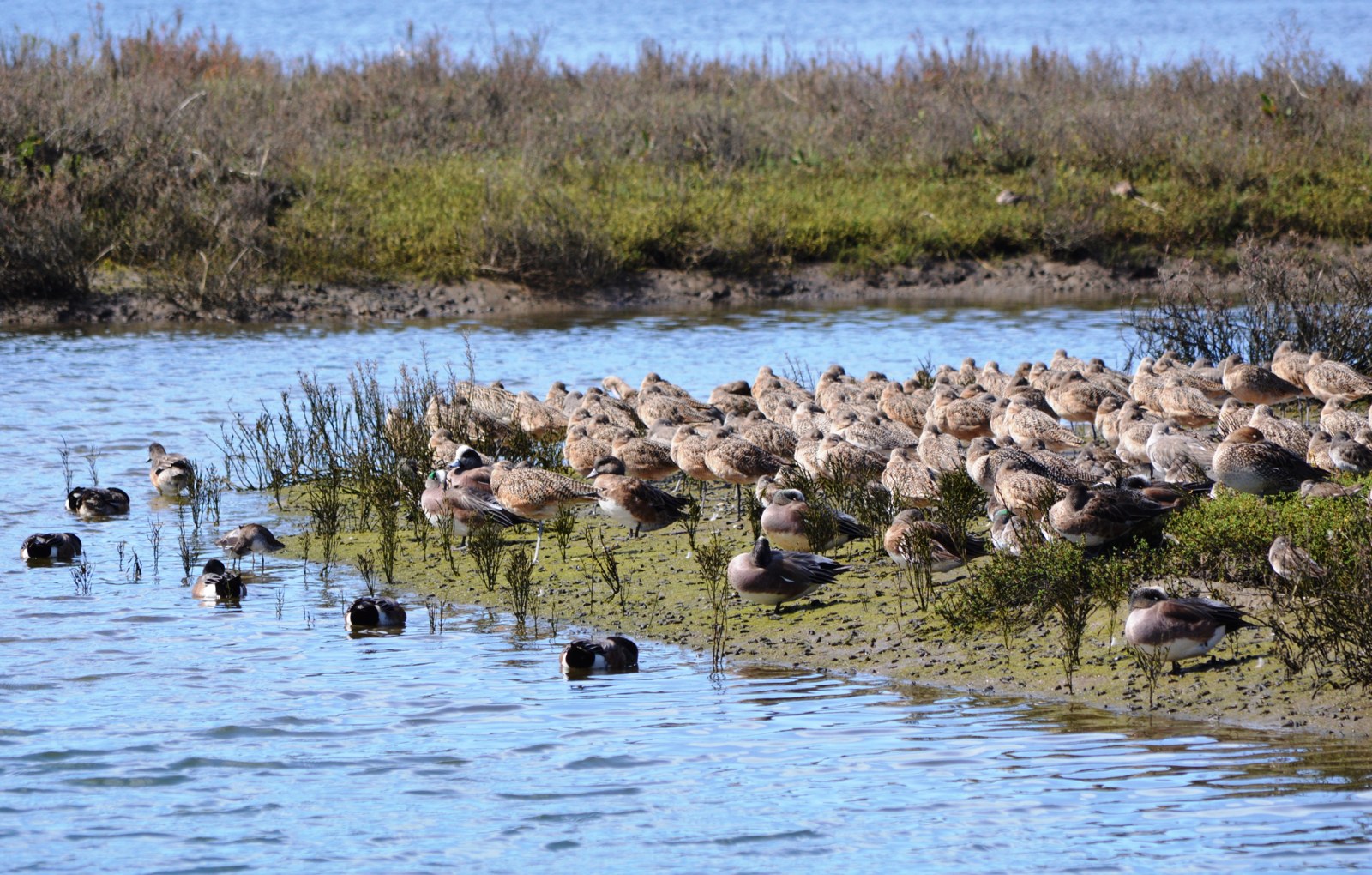 Waterbirds in the Upper Newport Bay Ecological Reserve